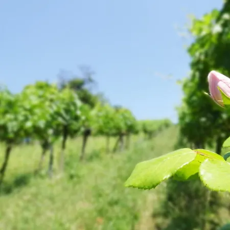 Bioweingut Hauerhof 99 -apartment 2 Klosterneuburg