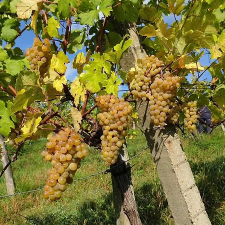 Apartment Bioweingut Hauerhof 99 -apartment 2