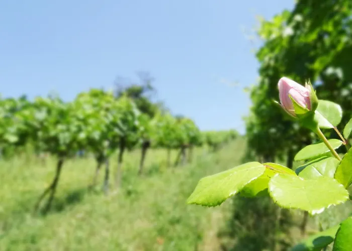 Bioweingut Hauerhof 99 -apartment 2 Klosterneuburg