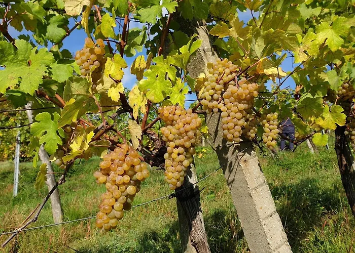 Apartamento Bioweingut Hauerhof 99 -apartment 2